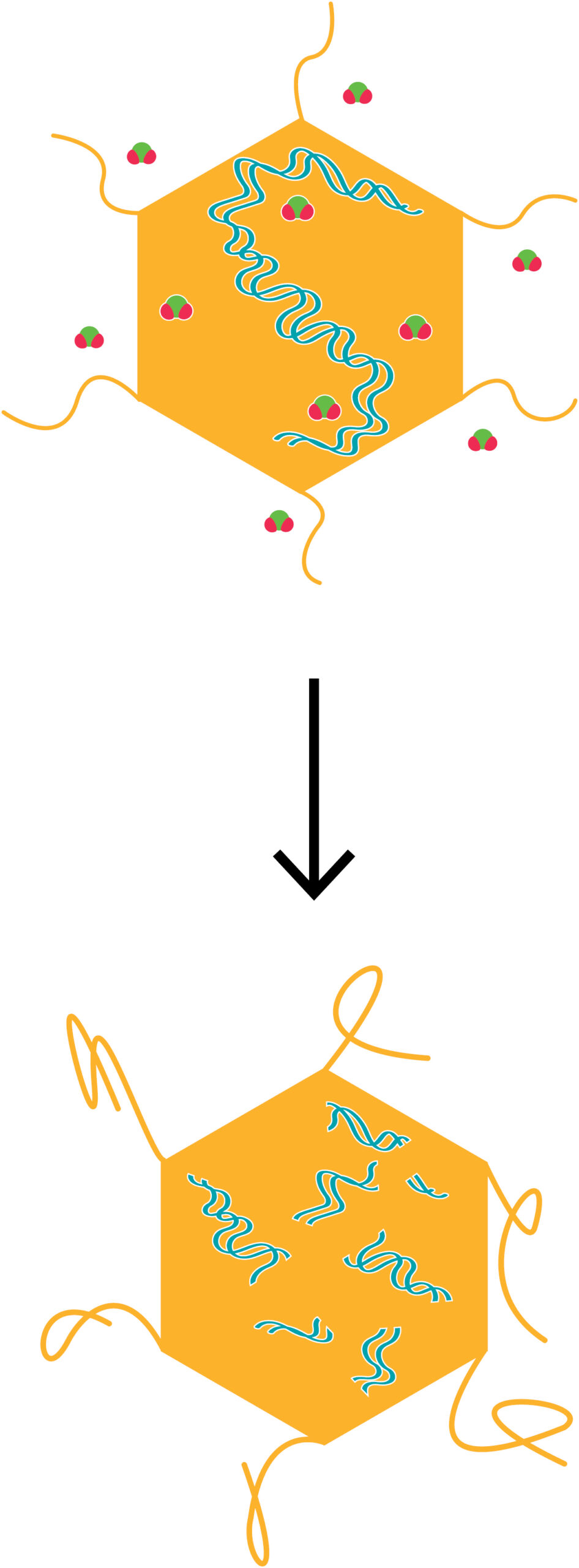 Chlorine Dioxide Mode of Action on Viruses – ClO2 molecules reaction