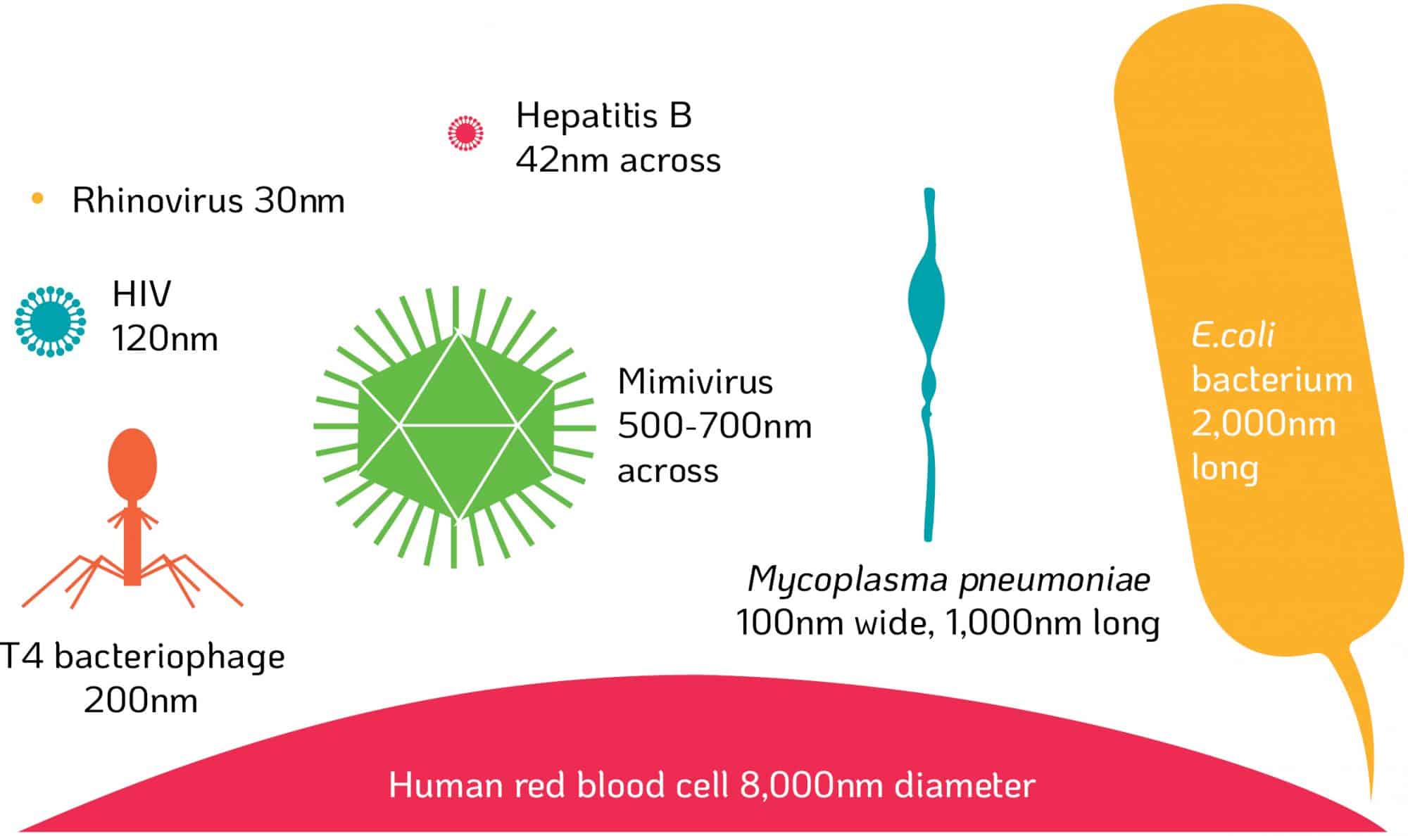 Chlorine Dioxide Mode of Action on Viruses - Size Comparison