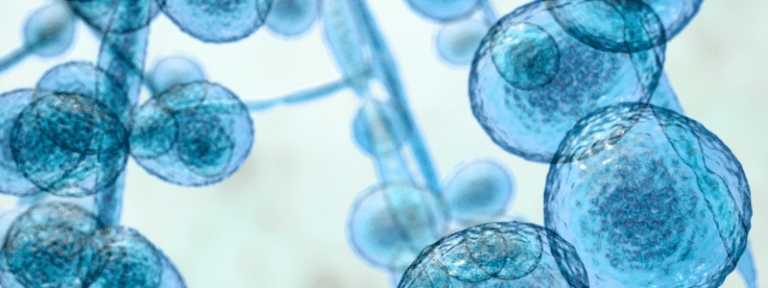 Under the Microscope: Candidozyma auris - Latest News