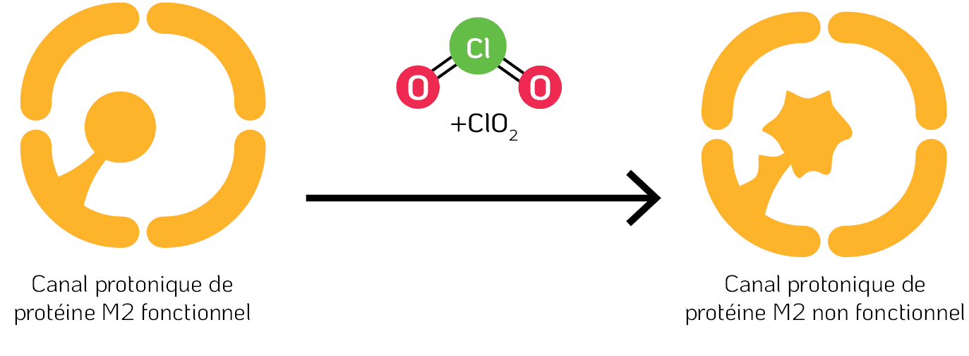 Dénaturation de la protéine Matrix-2 (M2) par le ClO₂ / Chimie Tristel ClO₂ : mode d'action sur les virus