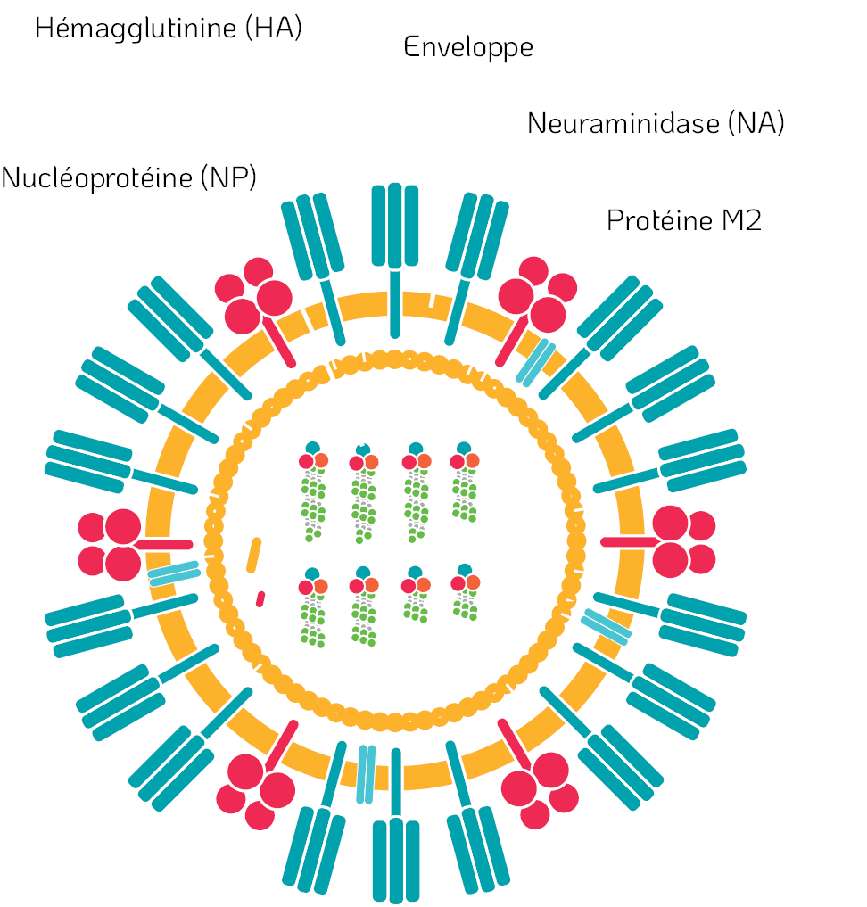 Structure d’un virus enveloppé - Virus de la grippe / Chimie Tristel ClO₂ : mode d'action sur les virus