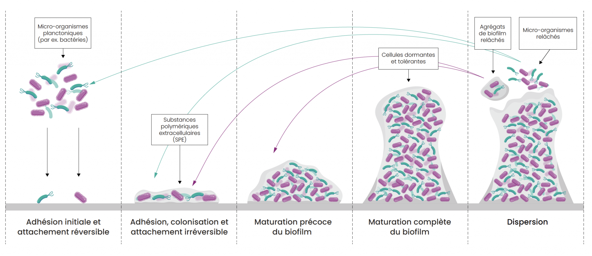 Illustration des biofilms