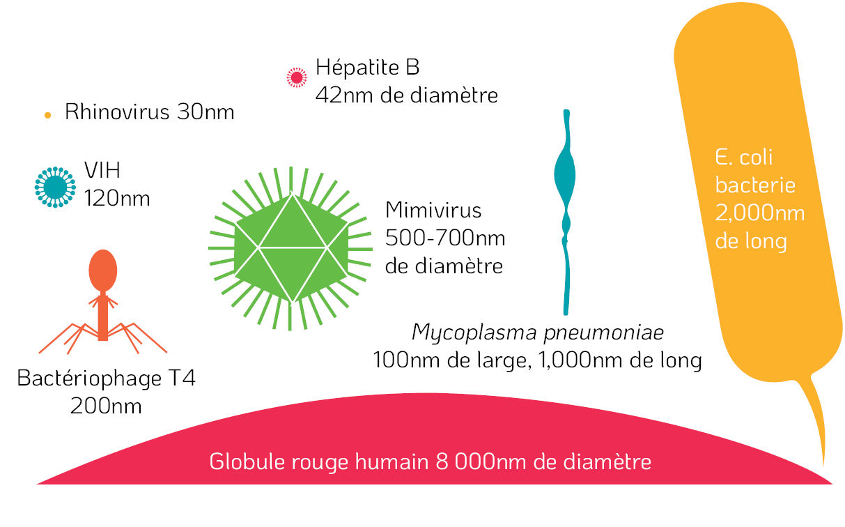 Comparaison de taille entre un globule rouge humain et divers micro-organismes 