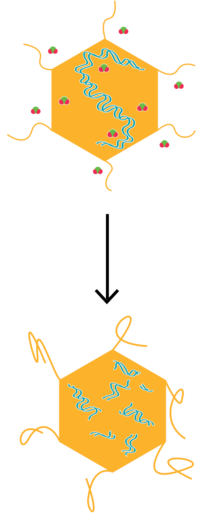 Molécules de ClO₂ réagissant avec les antigènes HAV et l’ARN, entraînant des modifications qui nuisent à l’infectiosité / Chimie Tristel ClO₂ : mode d'action sur les virus