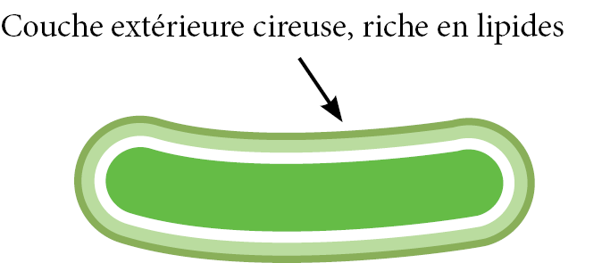 Enveloppe cellulaire cireuse de la mycobactérie M. tuberculosis : couche extérieure cireuse, riche en lipides