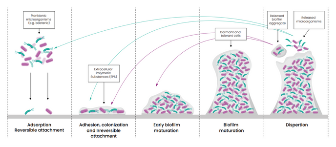 Biofilms illustration
