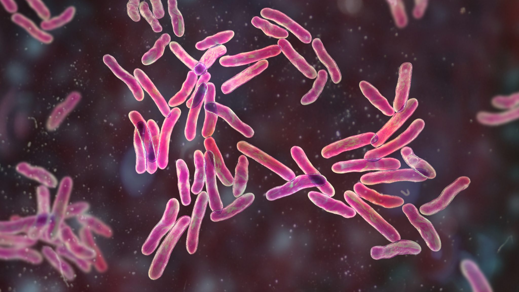 Illustration of rod-shaped bacteria